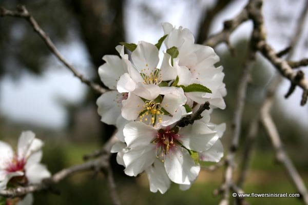 Amygdalus communis